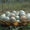 常年供應土雞蛋粉蛋